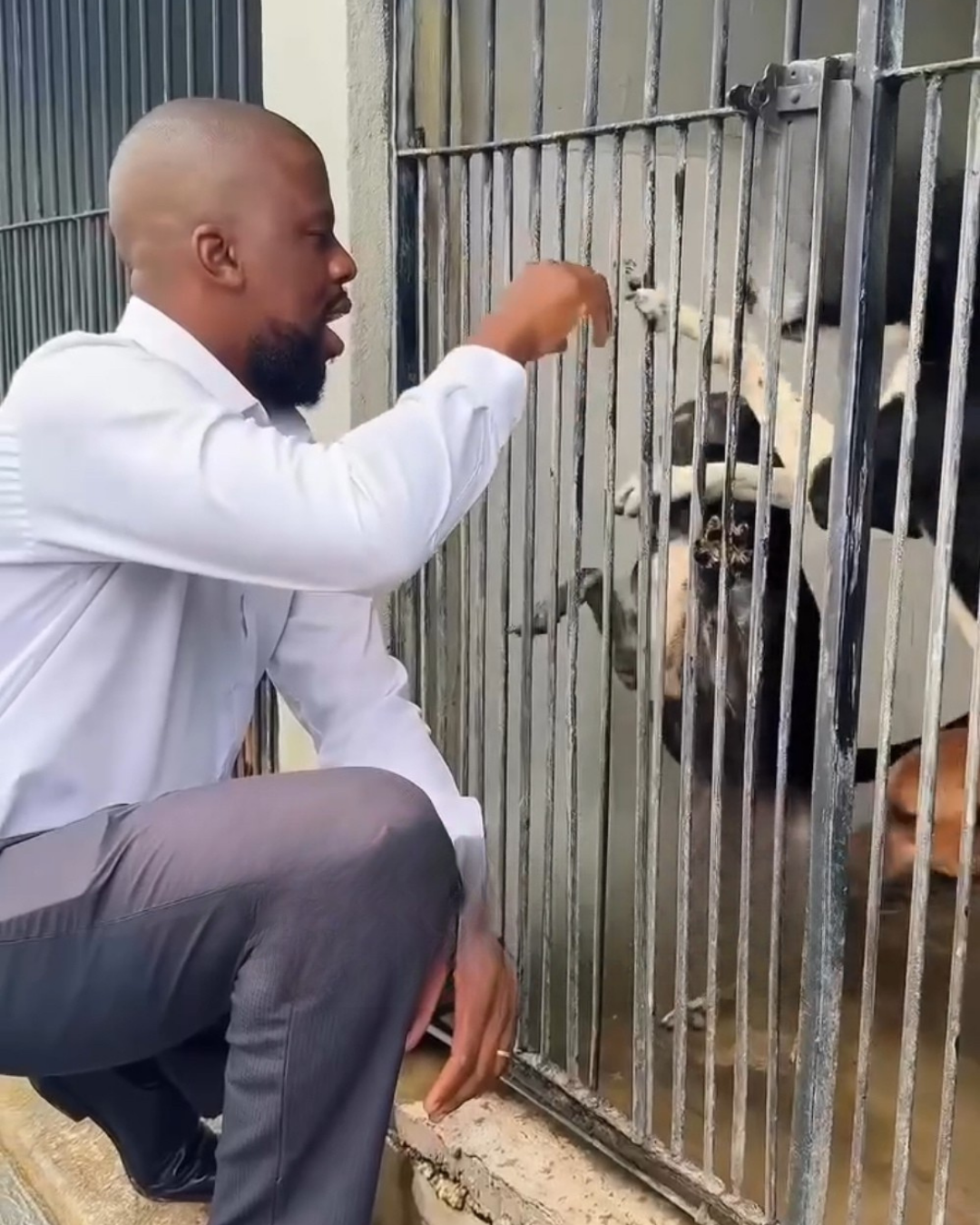 Após ampliação do Centro de Acolhimento, vereador cobra aplicação rigorosa da lei contra abandono de animais