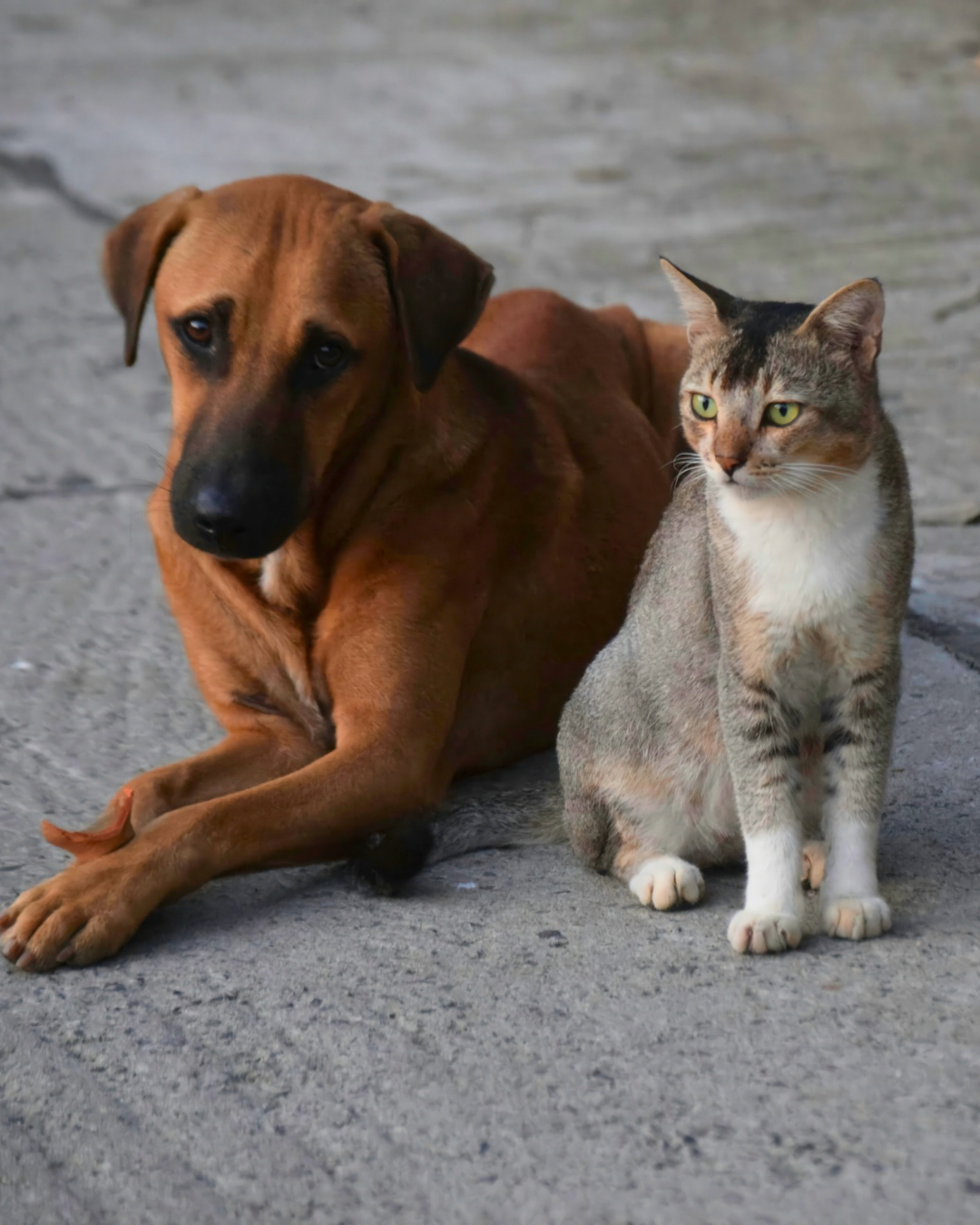 Lula sanciona política nacional para proteção de animais em desastres