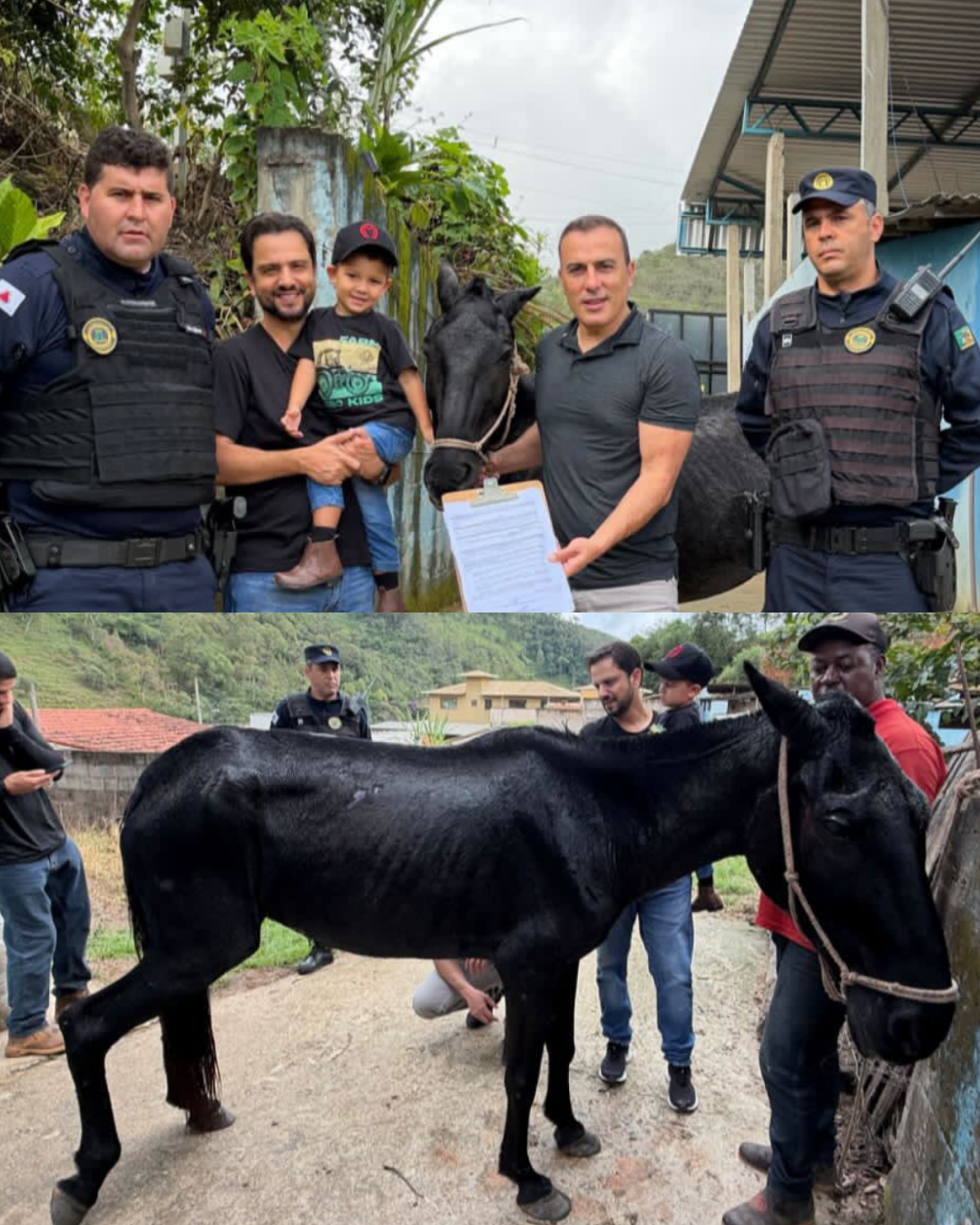 Égua resgatada em caso de maus-tratos em Mariana terá nova tutela