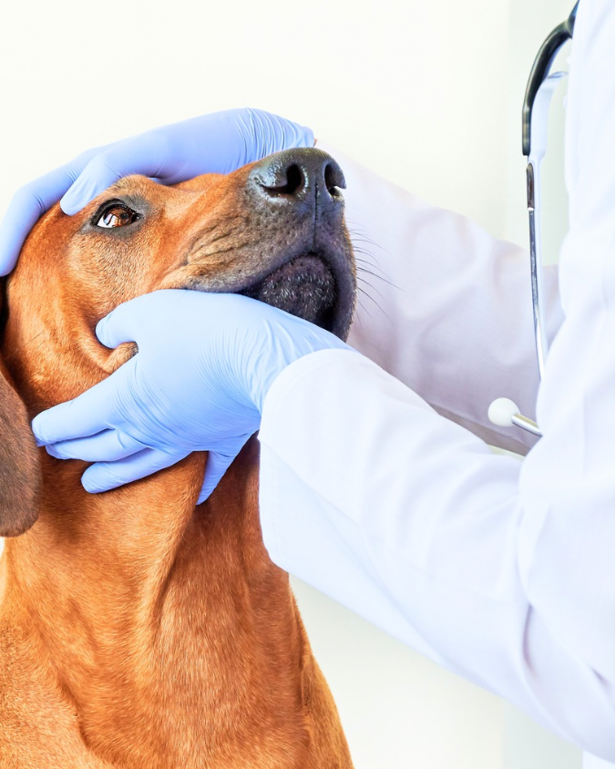 Mariana terá consultas veterinárias gratuitas para animais de famílias do CadÚnico